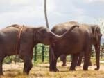 В Индии слоны помогли поймать тигра-людоеда