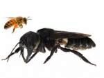 В Индонезии обнаружена самая большая в мире пчела