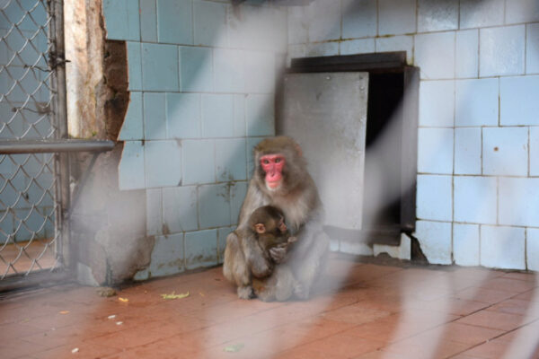 В Сухуме от отключения света больше всех страдают обезьяны