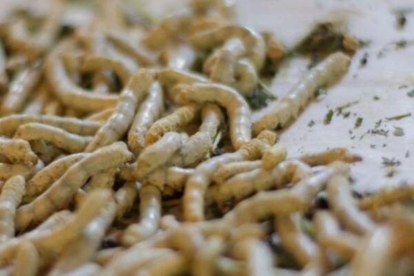В Ульяновске детей накормили червями