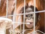 В зоопарке Швейцарии самка орангутана попалась на измене