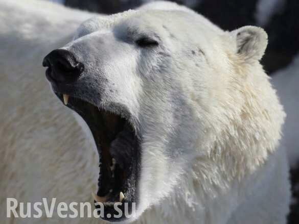 В Архангельской области введён режим ЧС из-за нашествия белых медведей