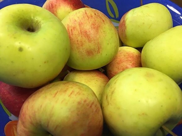 В Екатеринбурге Россельхознадзор раздавил 60 килограммов свежих яблок с оптовой базы