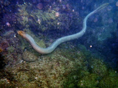 «Видящие» хвосты помогают морским змеям избегать хищников