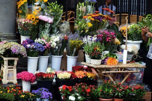 Букет «долгожитель»: Роспотребнадзор рассказал о том, как правильно выбирать цветы на 8 Марта
