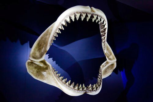 Мегалодон потратил миллионы лет на оттачивание смертоносных, похожих на нож зубов