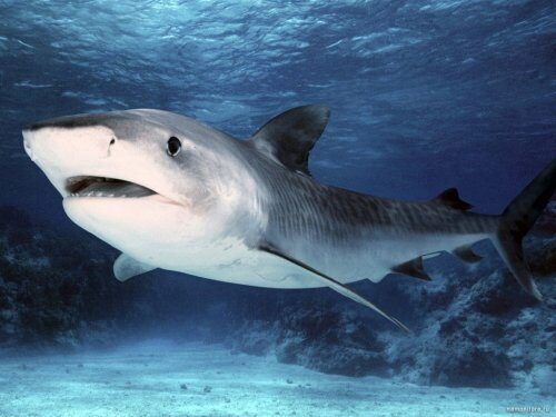 Многие акулы близки к вымиранию