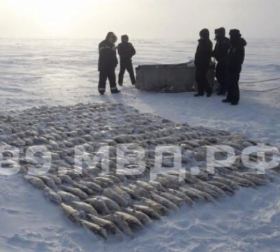 Полиция Ямала нашла схрон с браконьерским муксуном на 1,5 млн рублей