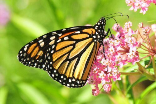 Поля молочая помогают бабочкам монархам спастись от хищников