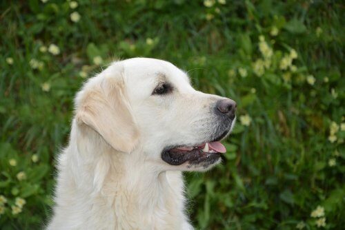 Собаки не только способны ставить диагноз, но и распознавать запахи эпилептических припадков