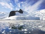 Ученые нашли скрытую угрозу для человечества в Антарктиде