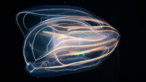 Ученые: Существует удивительное морское животное с исчезающим анусом