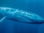Ученые: за сотни тысяч лет маршруты китов не изменились