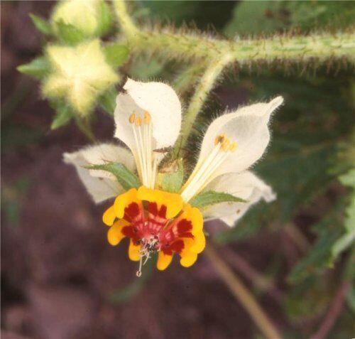 Бихевиористы нашли в Андах цветок, обладающий памятью и навыками