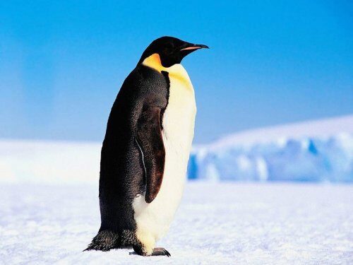Крупнейшая в мире колония королевских пингвинов сократилась на 90%