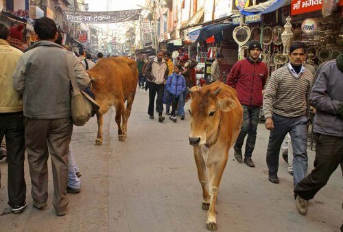 Линчевание коровы в Индии привело к гибели человека