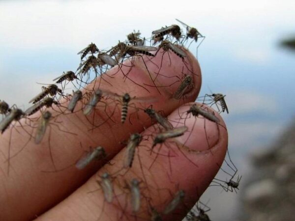 Массовое нашествие комаров угрожает москвичам