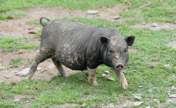 Одичавшие свиньи нападают на людей в Курганской области – СМИ