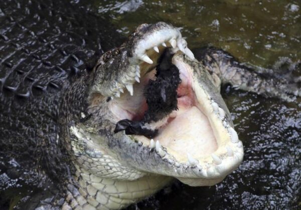 Огромный крокодил-убийца с останками водолаза в пасти был пойман в Индонезии