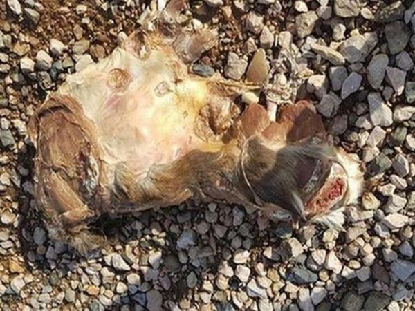 Останки неизвестного существа обнаружены на пляже Великобритании