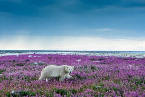 Раннее таяние снега приближает Арктическую весну