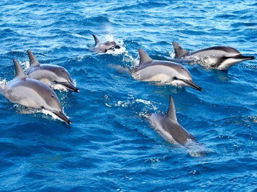 Таинственный речной дельфин помогает взломать код общения морских млекопитающих