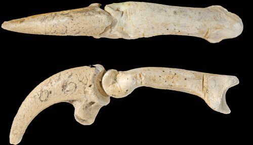Ученые нашли огромную мастерскую неандертальцев