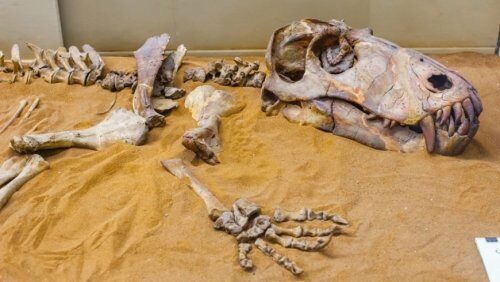 Ученые Техаса идентифицировали обширную коллекцию окаменелостей