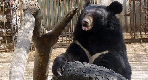 В московском зоопарке скоро проснутся медведи