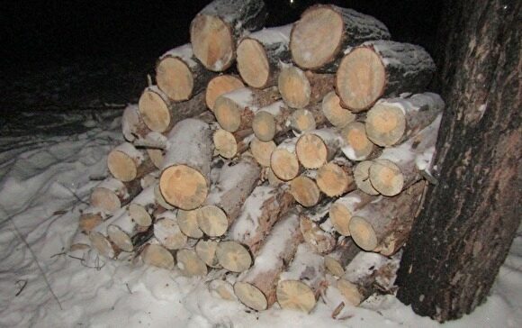В суд передано дело курганца, незаконно нарубившего в Тюменской области деревьев на 31 млн