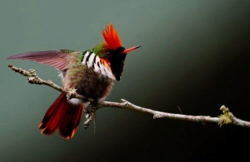 Яркие пигменты птичьих перьев могут рассказать о ходе эволюци и