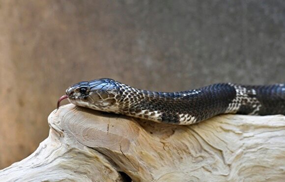 Жительницу Нового Уренгоя укусила домашняя очковая кобра