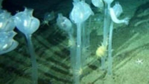 Живой воздушный шар на струне обнаружен в самой глубокой части Индийского океана
