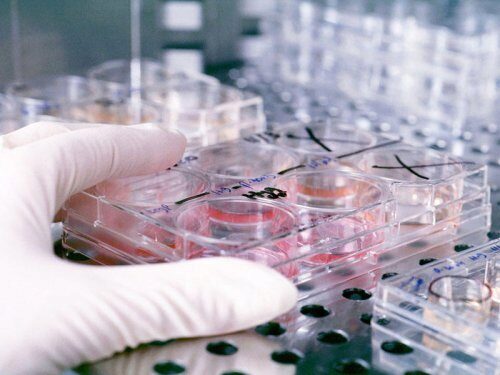 Исследователи выращивают клетки в бумажных органах