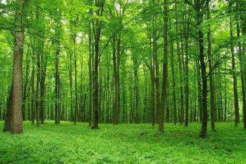 Из-за потепления климата уменьшилось количество углерода в лесах
