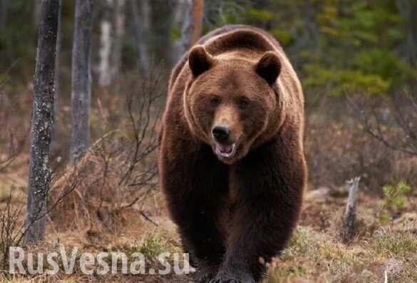 Медведь отобрал у охотников холодильник с едой (ВИДЕО)