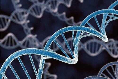 «Мы не от обезьян?»: Учёные нашли различия в ряде белков ДНК человека и животных