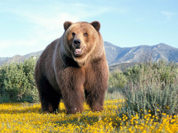 На Камчатке медведь обокрал охотников