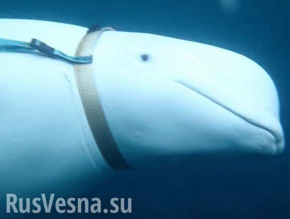 Российский «кит-шпион» отказывается уплывать из Норвегии (ФОТО, ВИДЕО)