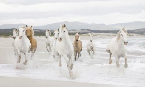 Современное разведение уменьшило разнообразие лошадей в течение столетий: исследование