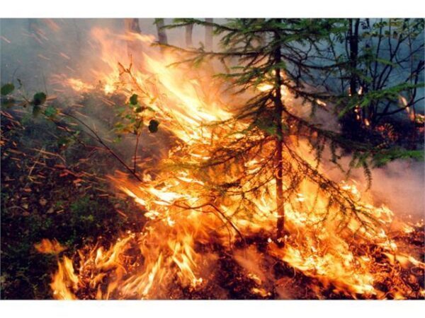 В России охвачены пламенем более 60 гектаров леса