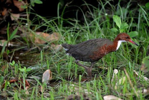 «Восстал из мёртвых»: На Сейшелах появился вид птиц, считавшихся вымершим 136 тыс. лет назад - Учёные
