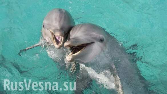 В Сети появились кадры спасения дельфина в Сочи (ВИДЕО)