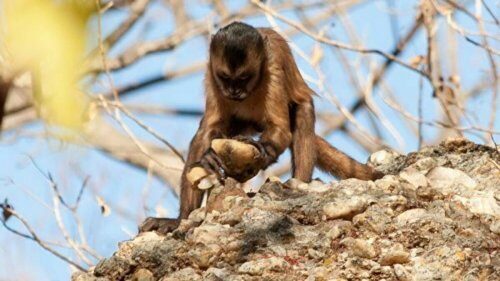 Человек появился не здесь: Ученые нашли обезьян, изготавливающих орудия труда