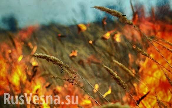 Как фашисты: обстрелами ВСУ сожжено 2 гектара пшеницы в ДНР (ВИДЕО)