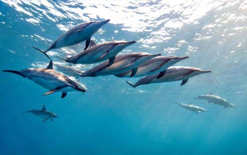 Китайские ученые обнаружили редкие виды китов и дельфинов