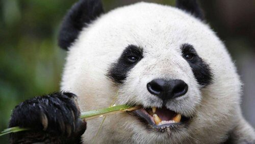 Московский зоопарк пригласил посетителей на завтрак к пандам