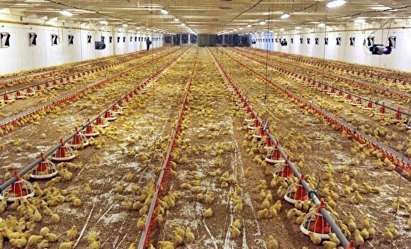 Росприроднадзор: незаконные склады помета «Боровской птицефабрики» опасны для людей