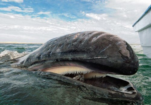 Ученые нашли причины погибания серых китов