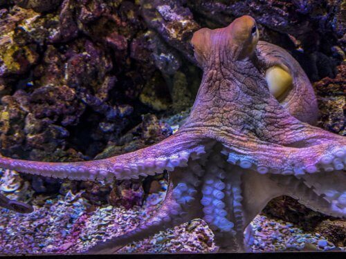 Ученые: щупальца осьминога управляют его перемещением